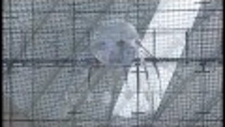 This Gigantic Flying Jellyfish Isn't Nearly as Scary As It Sounds